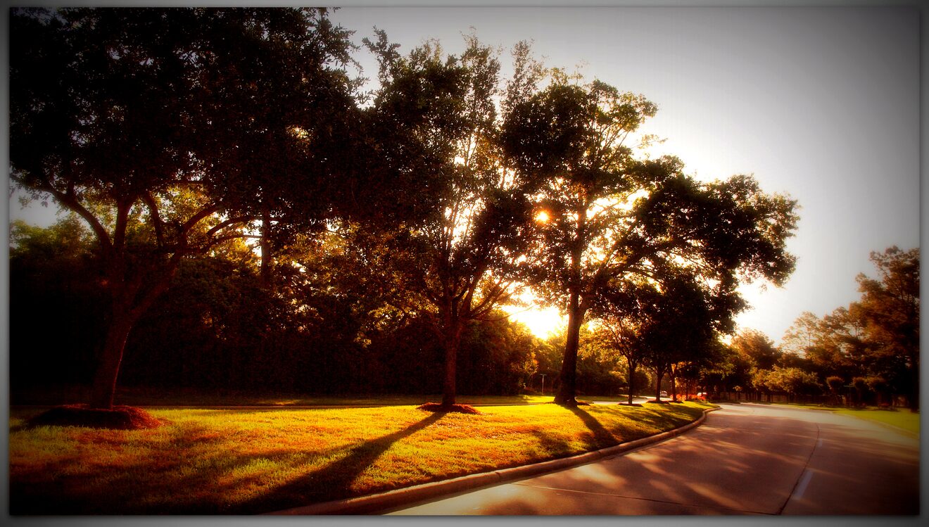 Morning sunlight through mature trees beside the road at the western entrance to Coles Crossing in Cypress, Texas